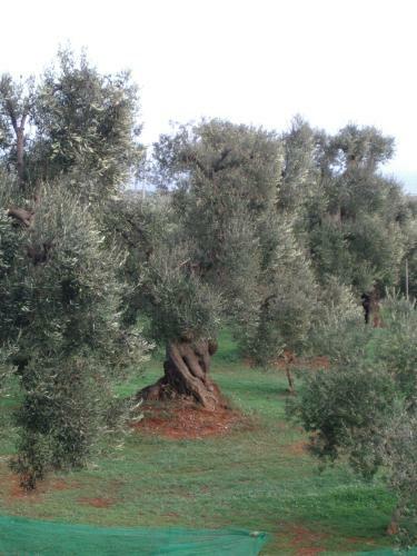 Masseria Asciano