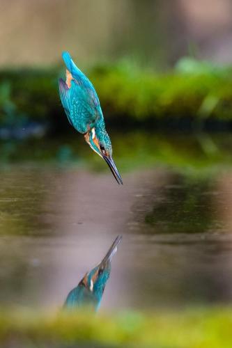 Apartments In Rosolina Mare 24914