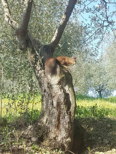 Apartamento Agriturismo Il Pintello
