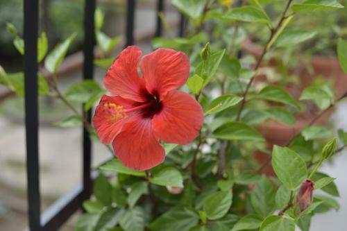 Apartamento Villa Flower With Free Onsite Parking