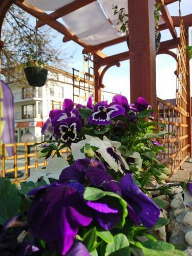 Hostal Guest House Simon Green