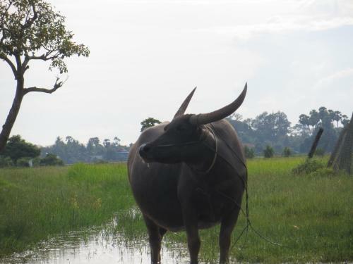 The Siem Reap Countryside Homestay