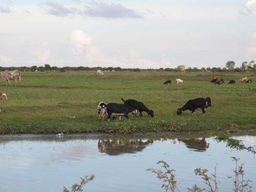 The Siem Reap Countryside Homestay