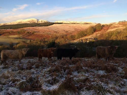 Bed & Breakfast Nether Glenny Cottages