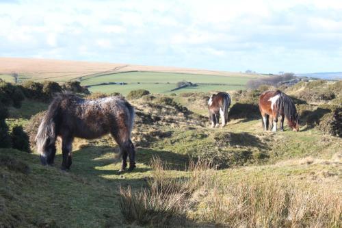 Bed & Breakfast Dartmoor House B & B