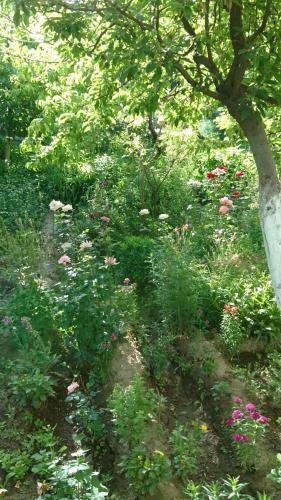 Hostal Antica B & B Samarkand