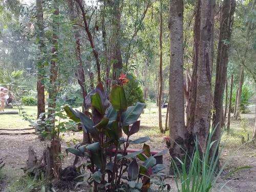 Agroturismo El Portal Del Bosque