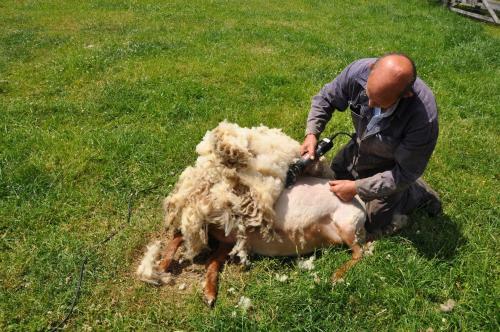 B&B 't Verloren Schaap