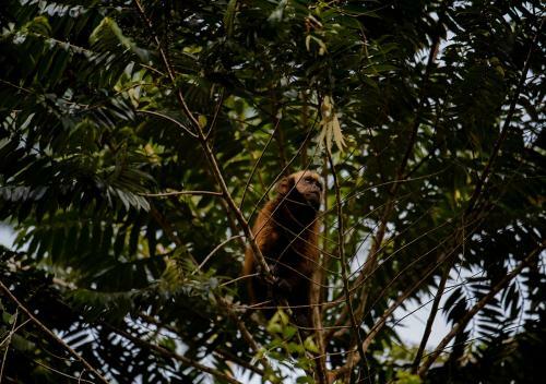 Hostal Posada Amazonas Lodge