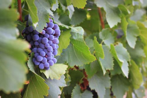 Hotel Neuras Wine And Wildlife Estate