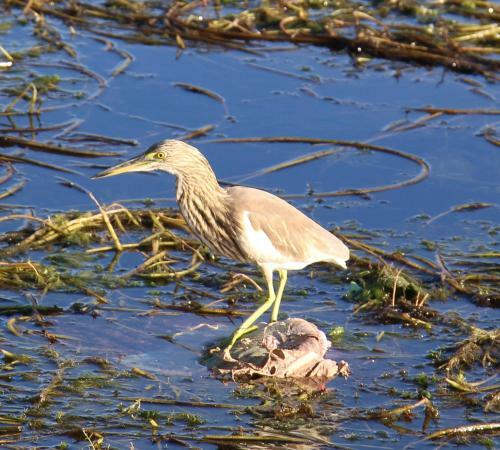 Innthar Lodge Home Stay