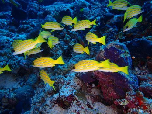Hostal Equa Reef Maldives