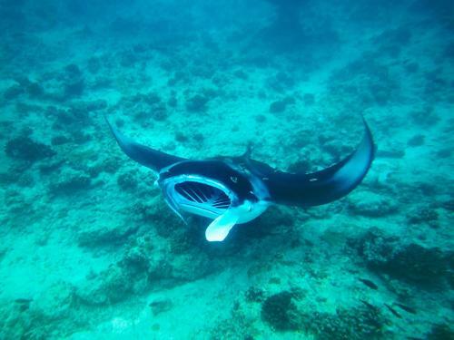 Hostal Equa Reef Maldives