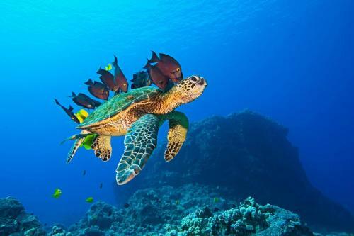 Hostal Equa Reef Maldives
