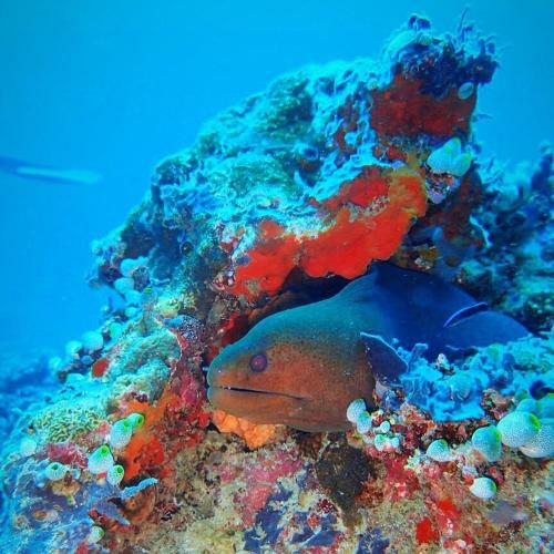 Hostal Sundive Lodge Maldives