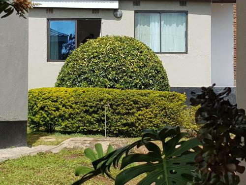Bed & Breakfast Chinyonga Guesthouse