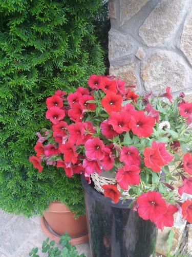 Apartamento Mountain House Campari
