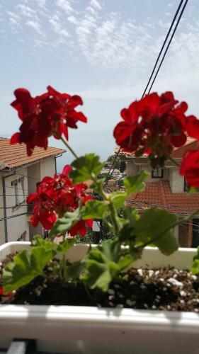 Hostal Villa Srma