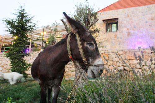 Hostal Ch�teau Sainte-andr�e