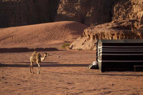 Magic Bedouin Star