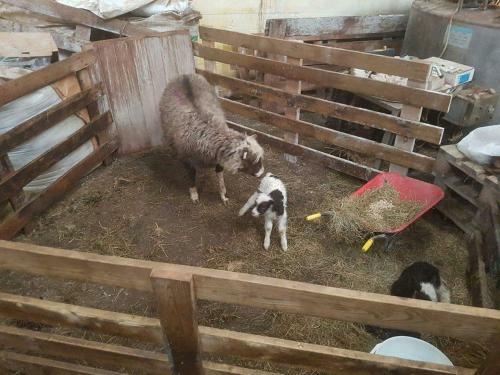 Agroturismo Mi�janes Reykh�lahrepp