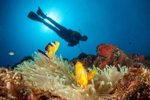 Hotel Paradise Taveuni