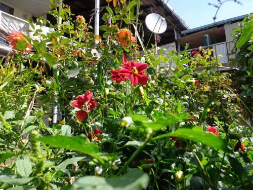 Anush`s B&B