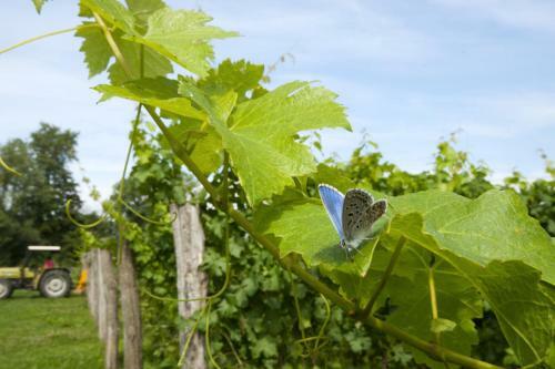 Bed & Breakfast Alloggio Agrituristico Corte San Biagio