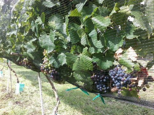 Lodge Caba�as Las Cuevas