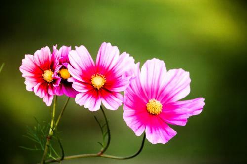 Hotel The Siena Village