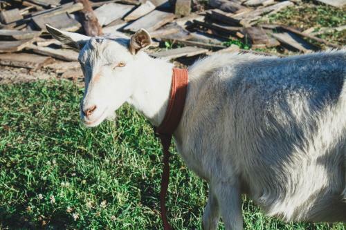 Agroturismo Medny Dvor Farm Stay