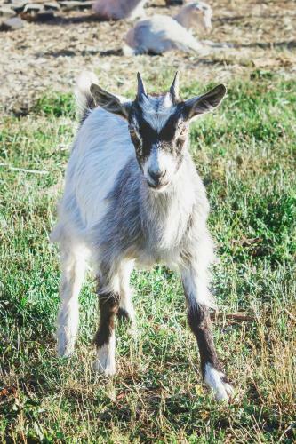 Agroturismo Medny Dvor Farm Stay