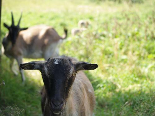 Agroturismo Medny Dvor Farm Stay