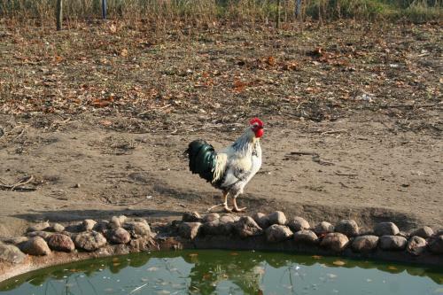 Agroturismo Shadrin Village House