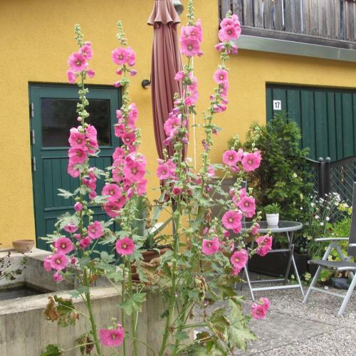 Apartamento Ferienwohnung "eifelstueffje"