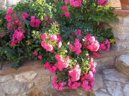 Agroturismo Agriturismo Borghetto Il Montino