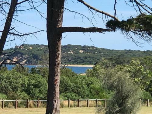 Bunya By The Sea