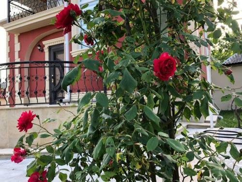 Qafqaz Rose Villa