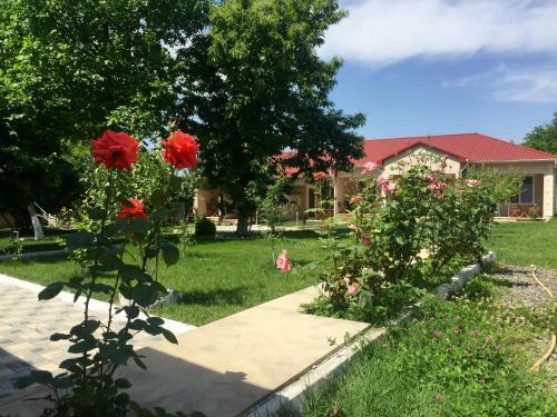 Gabala Dreams