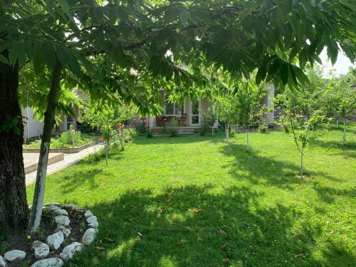 Gabala Dreams