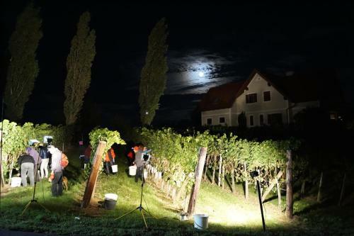 Weinbau Winzerzimmer Veronika Und Alfred Kl�ckl