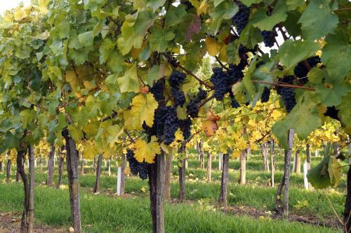 Weinbau Winzerzimmer Veronika Und Alfred Kl�ckl