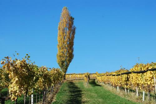 Weinbau Winzerzimmer Veronika Und Alfred Kl�ckl