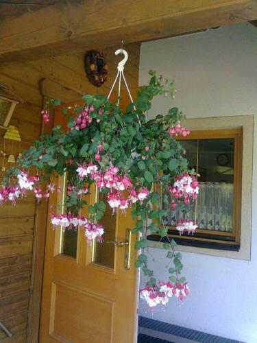 Hostal Appartement Pension Grasser