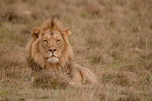 Woodbury Lodge ? Amakhala Game Reserve
