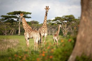 Lodge Karkloof Safari Spa