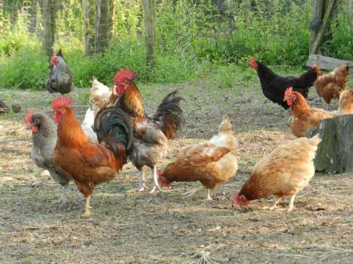 Bed & Breakfast B�cassine Et Ficelle