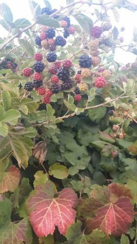 Agroturismo Nuriel Fruit & Guest House