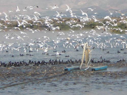 Jordan Valley Birding Lodge