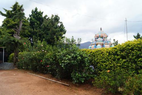 Hostal The Golden Ivy